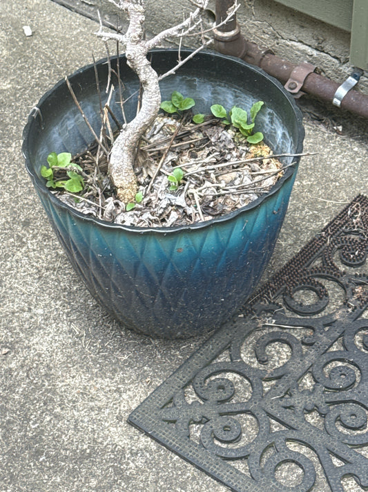 Planter